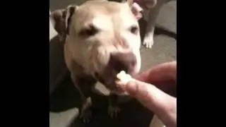 Dog eating sour patch kids