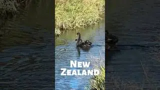 Retirement Travelers: Wild BLACK SWANS in New Zealand #shorts