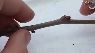 Buds,leaf scars,and lenticels