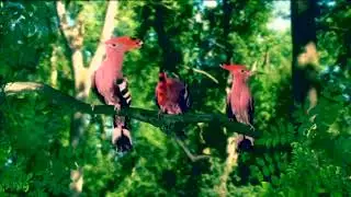 In The Night Garden Pink Birds Song HD Version