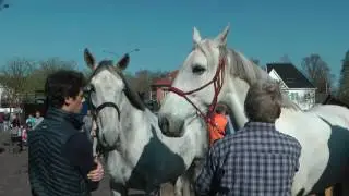 Prijskamp voor paarden in Zele