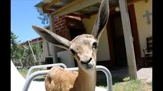 Feeding a baby Springbok