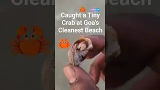 Tiny Crab at Goa&rsquo;s Cleanest Beach | Benaulim #goa #beach #crab #shorts #beachlife #nature