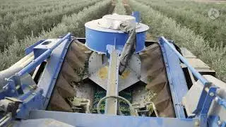 José Manuel Villarino, el olivar superintensivo y su apuesta por ser agricultor | La Besana