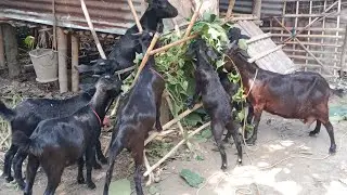 অসমৰ থলুৱা ছাগলীৰ farming//নতুনকৈ ছাগলীৰ ফাৰাম কেনেদৰে আৰম্ভ কৰে 🐐🐐🐐🐐🐐