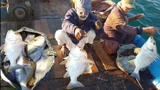 11 December 2025fishing hashtagvideo