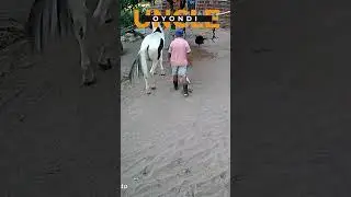 oyondi reactions,animal farm getting wild #subscribe #funnyvideo #laugh #fails