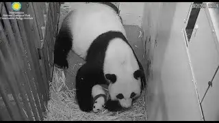 2020-09-28 Mei Xiang Lies Down on the Job ❤️