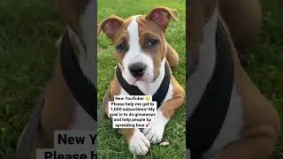 Thank you all 🐶💕#shorts #newyoutuber #puppy #cute #subscribe #cutepuppy #closeup