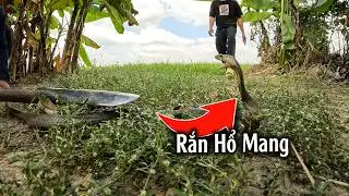 RẮN DỮ, Từ từ thôi | TGSB #1070