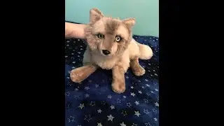✫ Review ✫ &mdash; WWF Anna Club Customized Arctic Fox Plush 🦊