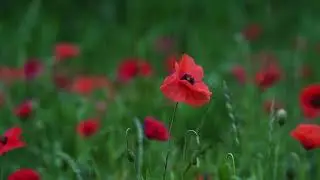 Flower Garden | Natural View