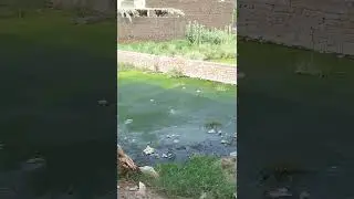 Red-Wattled Lapwing Bird Sounds | Tatiri Birdsong and Calls