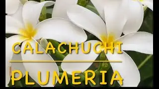 Beautiful Flowers in our garden #kalachuchi #rangooncreeper #spiderlily #rangoon #beautifulflowers 