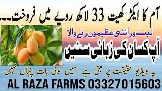 Mango Farming is very profitable in Pakistan|Top crops|corporate farming|Top Agriculture farming 