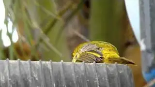 R&uuml;ppell's Weaver (Ploceus galbula) - Salalah, Oman