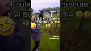 el burro se r&iacute;e de firulais