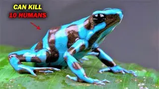 Never Touch these Frogs, Here's Why