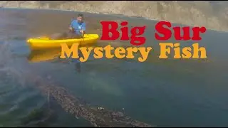 Kayak Fishing Big Sur for Big Vermillions (mysterious large fish appears)