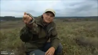 Snake Identification on Springwatch (2010)
