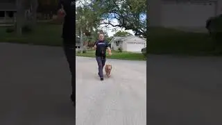 Let&rsquo;s talk Chow Chow temperament