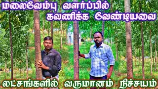 இந்த முறையில் மலைவேம்பு வளர்த்தால் வெற்றி நிச்சயம் / Malaivembu tress cultivation