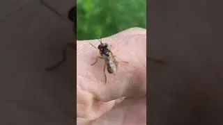 Симпатична головаткова муха, конопіда (Conopidae)   #insects #nature