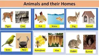 Animals & their homes/Animals shelter/Animal name/Dog - Kennel,Tiger -cave, Birds - Nest,fish-water