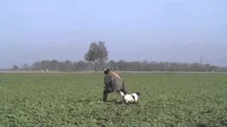 Falknerei ,Habichtsflug/Goshowk