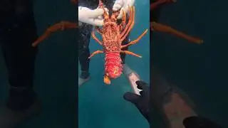 MASSIVE LOBSTER IN NEW ZEALAND