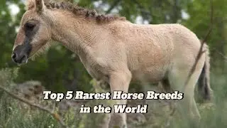 Top 5 Rarest Horse Breeds in the World | Critically Endangered Horses