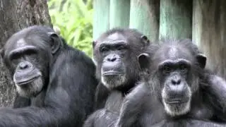 Chimp Troop Group Close Up FYV