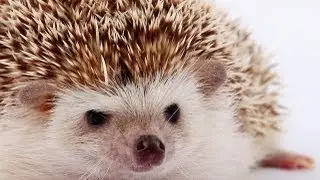 Hedgehog Population Disappearing