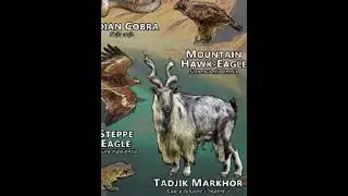 Animals of Nepal🐐 Markhor#shorts#viral#wildanimals#goat