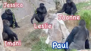 Gorilla ❤️ girls already trust and rely on new silverback Paul❣️ San Diego Safari Park