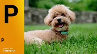 ABC Dog Breeds for Children - Learn A to Z Alphabet with Dog Name for Toddlers & Kids | Kids Ground.