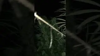 Cannabis outdoor grow quebec, canada 🇨🇦