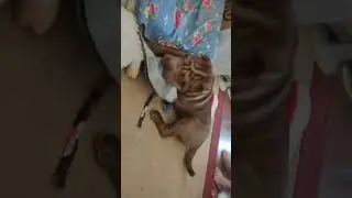 #sharpei #шарпей #набережные_челны