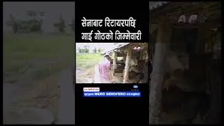 सेनाबाट रिटायरपछि गाई-गोठको जिम्मेवारी🐄 Milking Reality Show