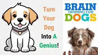Brain Training for Dogs Review - Top Dog Trainer Reveals Brain Training Secrets