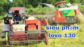 XEM MÁY CẮT LÚA LOVO130 CẮT LÚA SẬP ĐỒNG VUÔNG TÔM QUÁ NGỌT