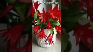 Haz que tu Cactus de Navidad Florezca Como Nunca con Estos Sencillos #cactus #flores #nunca #planta