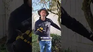 😉 The ONLY 2 Pruning Cuts You Need  👍 #shorts #pruning #garden