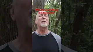 North America's ONLY native caffeine containing plant leaf WAS a popular tea! See complete video!