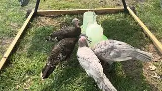 Thirsty turkeys drinking water  ❤️#turkey #love