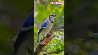 Blue Jay Call - Blue Jay Bird Sounds