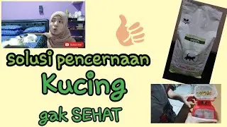 ROYAL CANIN GROWTH,masalah untuk pencernaan kucing gak sehat