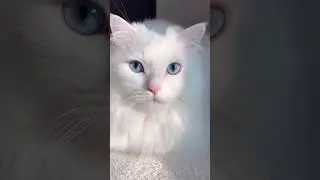 #cat #meow #catcute #cats_of_day #cats #cats_of_world