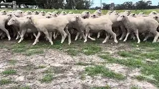 INNISFALLEN EWE HGTS