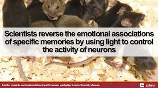 Scientists reverse the emotional associations of specific memories by using light to control ...